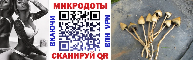 Псилоцибиновые грибы мицелий Вихоревка